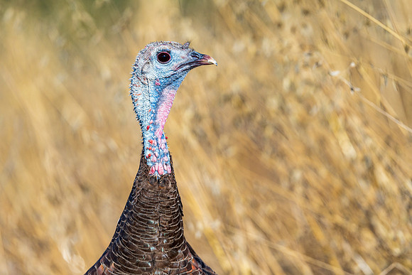 Wlld Turkey
