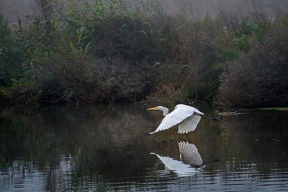 Great White Egret