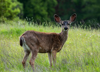 Mammals