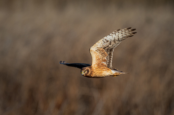 Northern Harrier