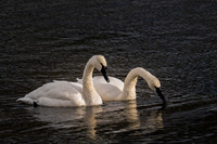 Trumpeter Swan