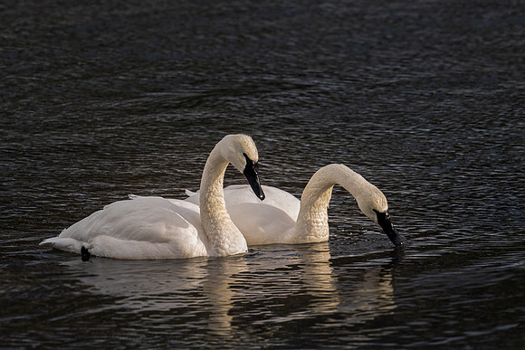 Trumpeter Swan
