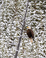 Bald Eagle