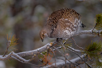 Dusky Grouse