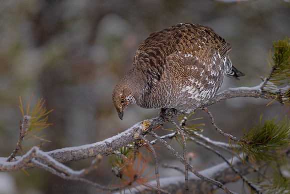 Dusky Grouse