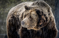 Grizzly and Wolf Discovery Center, West Yellowstone