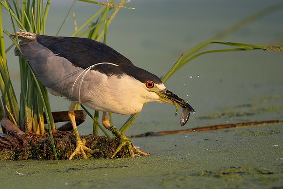 Black-crowned Night Heron