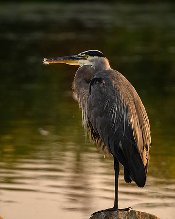 Great Blue Heron