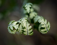 Goldback Fern
