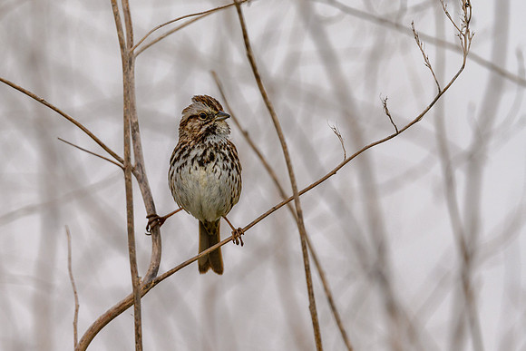 Song Sparrow