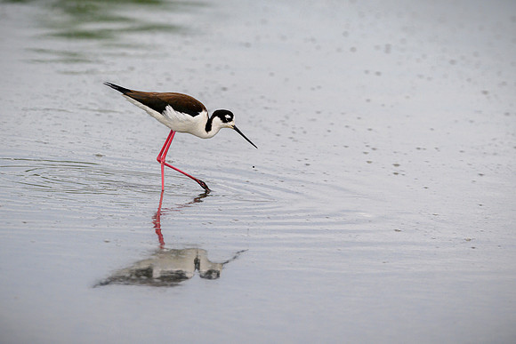 Black-necked Stilt