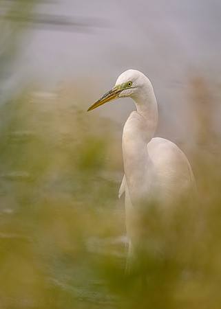 Great White Egret