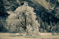 Elm Tree, Cook's Meadow
