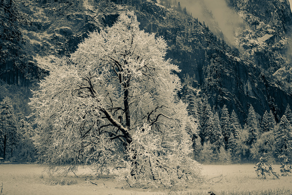 Elm Tree, Cook's Meadow