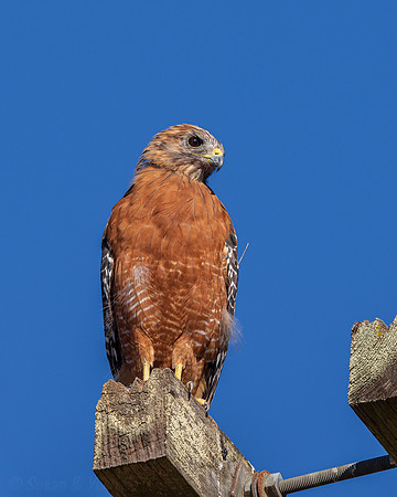 Red-shouldered Hawk