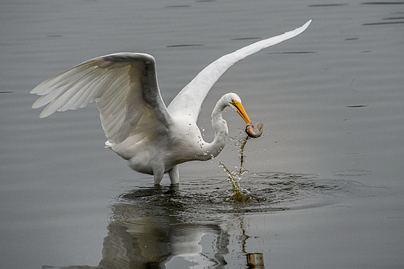 Great White Egret