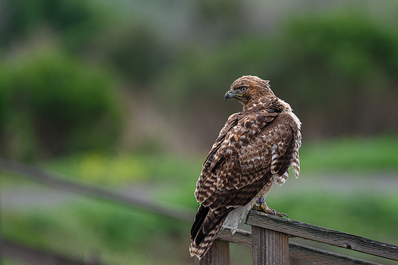 Juvenile Bald Eagle