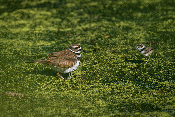 Killdeer and its 2 chicks. Can you count them all?