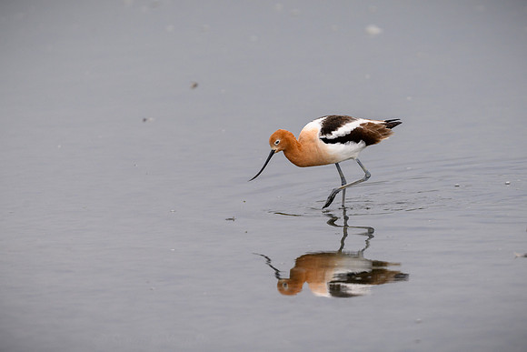 American Avocet in full breeding plumage