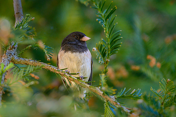 Chicadee