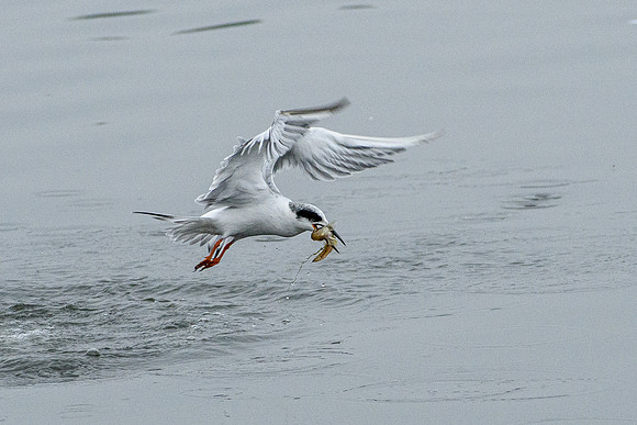 Forster's Tern