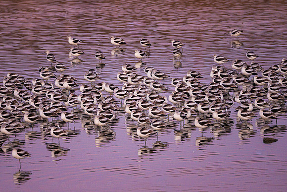 American Avocets