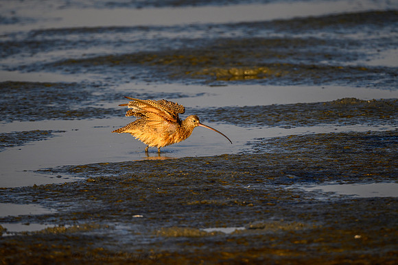 Long-billed Curlew