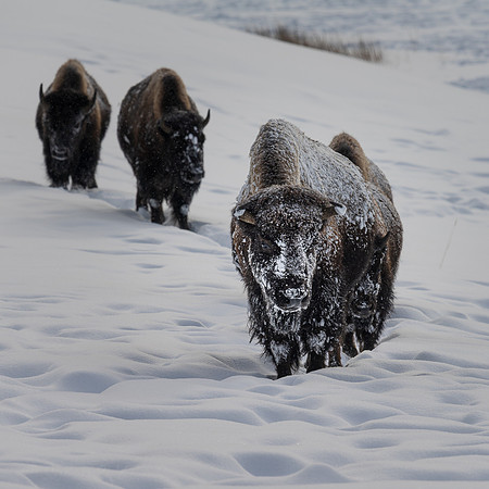 Bison