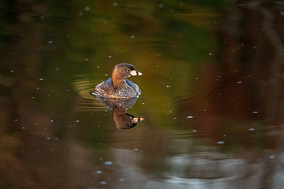 Pied-billed Grebe