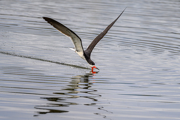 Black Skimmer